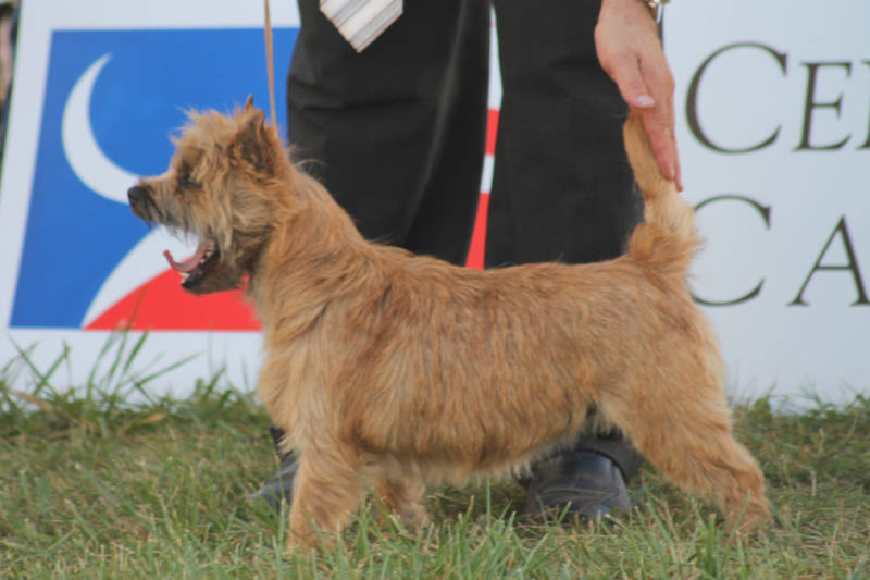 cairn-terrier Championnats de France 2021