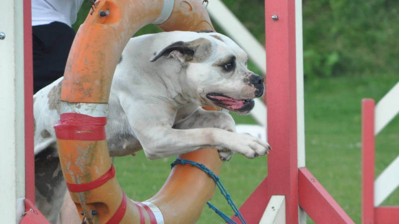 Cours d'agility chez Fami's dog