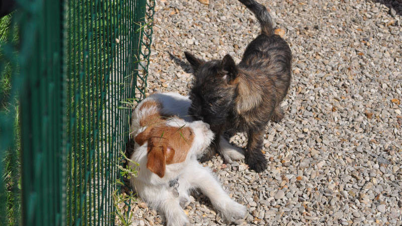 Les chiots sont les bienvenus chez Fami's dog éducation canine