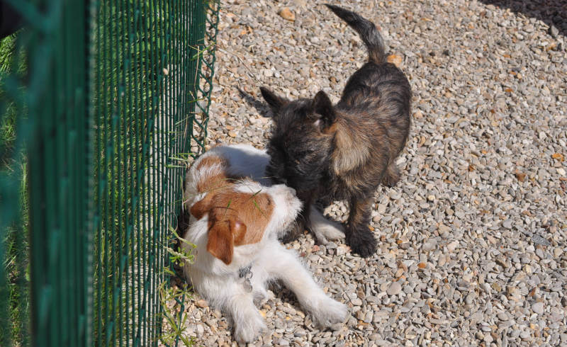 Les chiots sont les bienvenus chez Fami's dog éducation canine