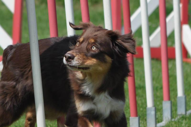 Cours d'agility Fami's dog