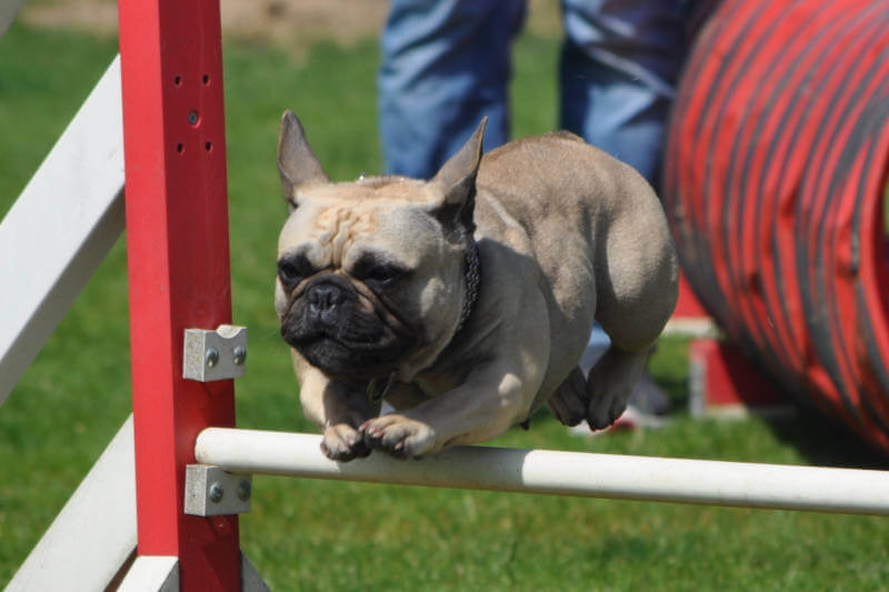 Entrainement Agility chez Fami's dog