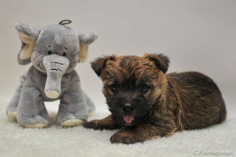 chiot cairn