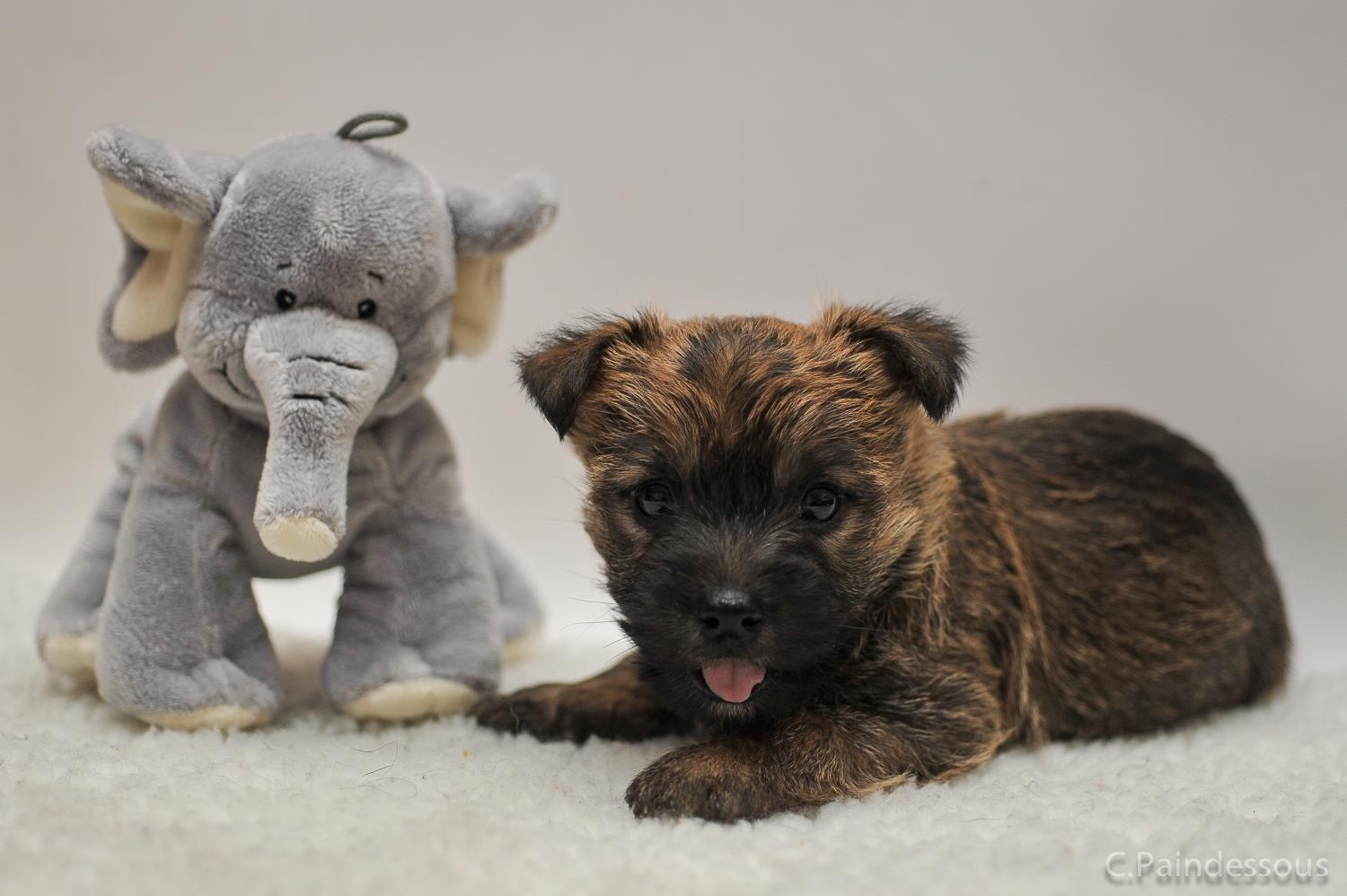 chiot mignon chiot cairn