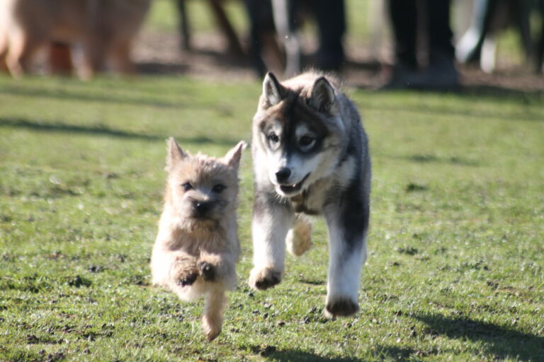 chiot cairn et husky